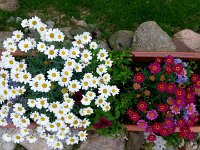Unser Garten 2017  Der Kübel an der Auffahrt in voller Blüte. : 2017, Garten