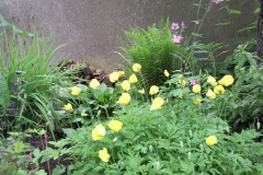 gelber Mohn unter dem Birnenbaum