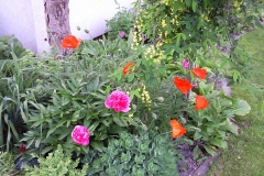 Pfingstrose und Mohn