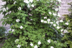 Die wunderbar duftende Hortensie im Hof