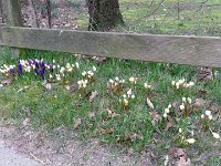 Unser Garten 2016  18.03.: Krokusse als erste Frühlingsboten...