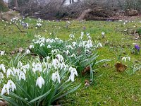 Unser Garten 2016  ... neben den Schneeglöckchen