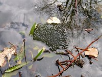 Unser Garten 2016  06.04.: Wir haben wieder Froschlaich im Teich!