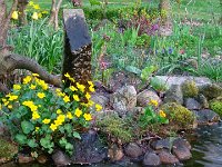 Unser Garten 2016  Sumpfdotterblume