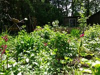 Unser Garten 2016  28.05.2016 - die Pfingstrosen blühen...
